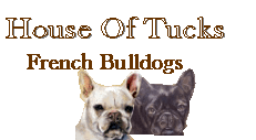 House Of Tucks French Bulldogs